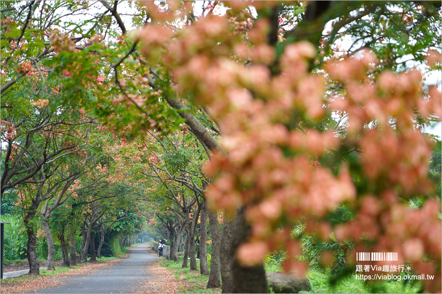 竹山景點》台灣欒樹小秘境～東埔蚋溪畔自行車道秋意濃！欒樹換上繽紛秋裝～一起賞花趣！