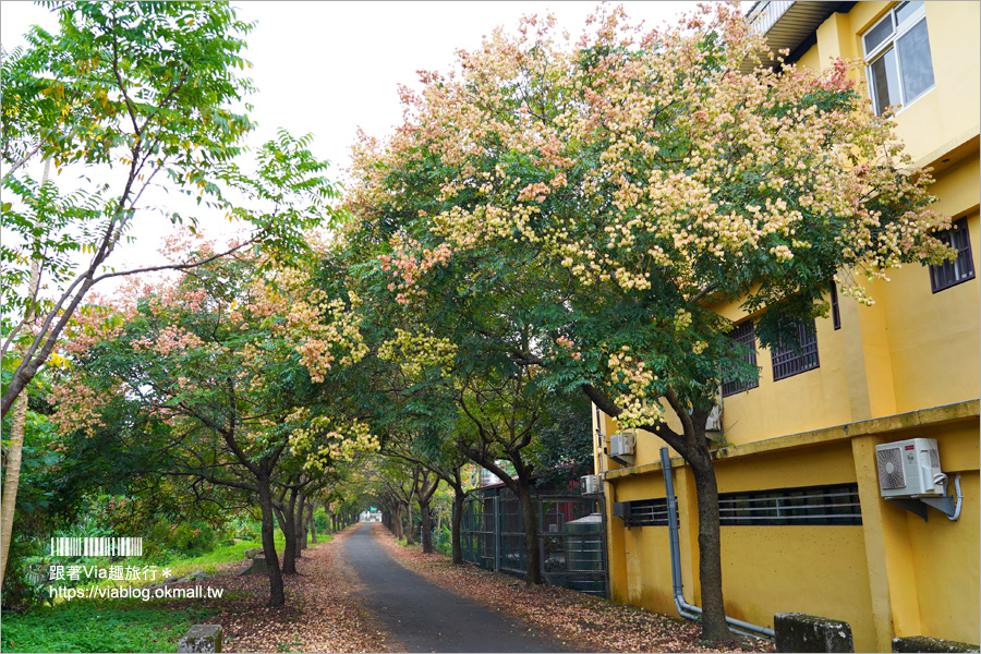 竹山景點》台灣欒樹小秘境～東埔蚋溪畔自行車道秋意濃！欒樹換上繽紛秋裝～一起賞花趣！