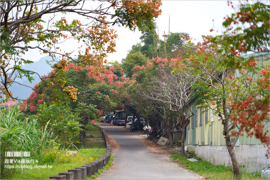 竹山景點》台灣欒樹小秘境～東埔蚋溪畔自行車道秋意濃！欒樹換上繽紛秋裝～一起賞花趣！