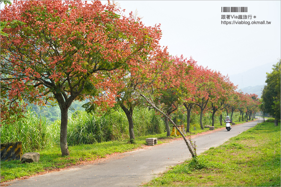 竹山景點》台灣欒樹小秘境～東埔蚋溪畔自行車道秋意濃！欒樹換上繽紛秋裝～一起賞花趣！