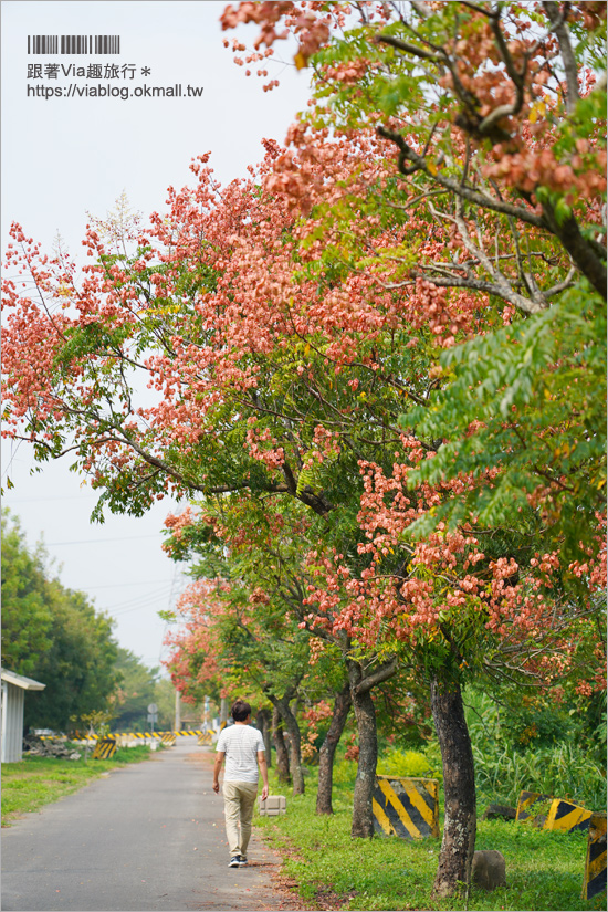 竹山景點》台灣欒樹小秘境～東埔蚋溪畔自行車道秋意濃！欒樹換上繽紛秋裝～一起賞花趣！