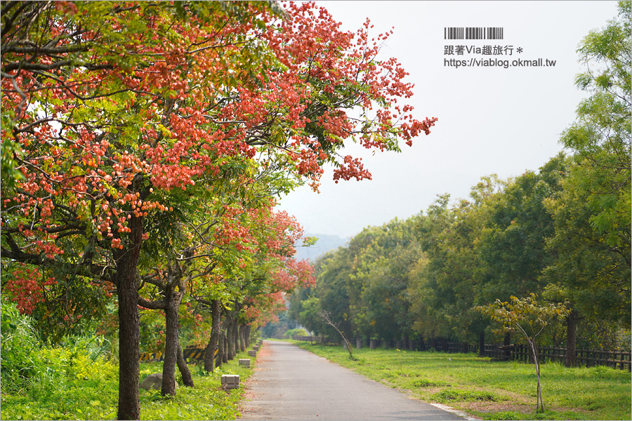 竹山景點》台灣欒樹小秘境～東埔蚋溪畔自行車道秋意濃！欒樹換上繽紛秋裝～一起賞花趣！