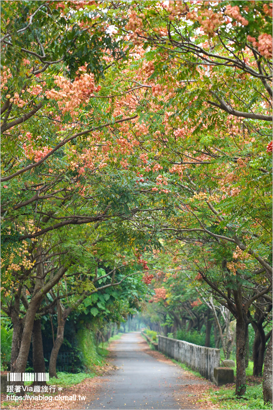 竹山景點》台灣欒樹小秘境～東埔蚋溪畔自行車道秋意濃！欒樹換上繽紛秋裝～一起賞花趣！