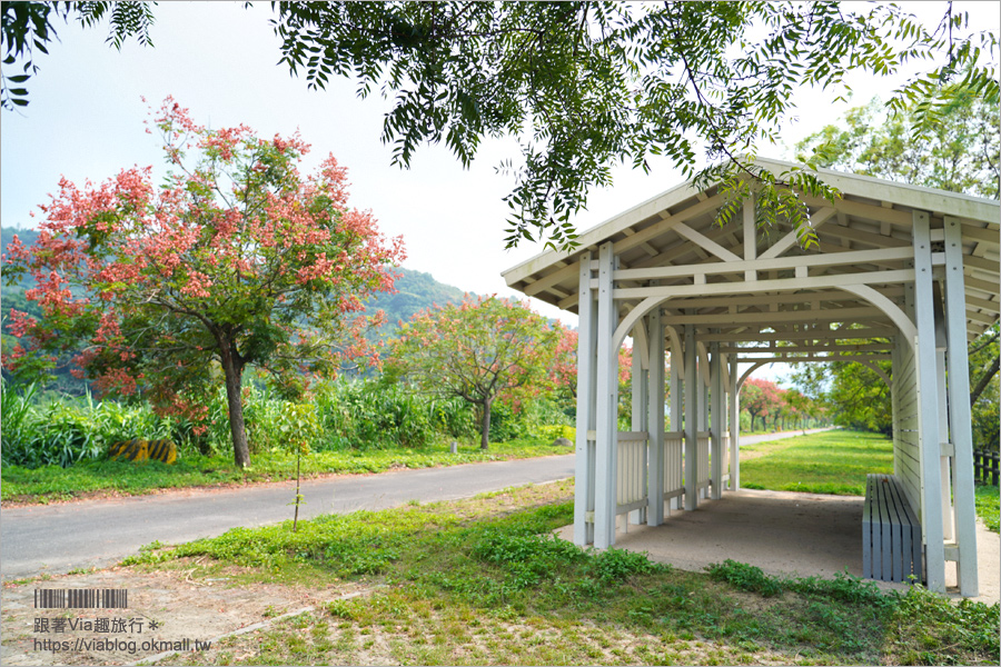 竹山景點》台灣欒樹小秘境～東埔蚋溪畔自行車道秋意濃！欒樹換上繽紛秋裝～一起賞花趣！