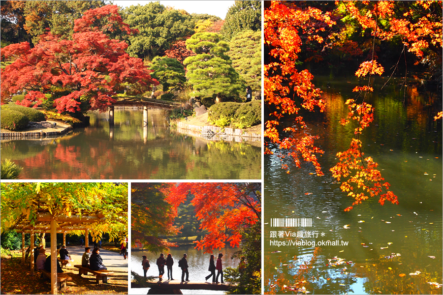 東京賞楓》東京箱根自由行行程～紅葉+銀杏+點燈+溫泉～五日遊懶人包！一次大滿足！