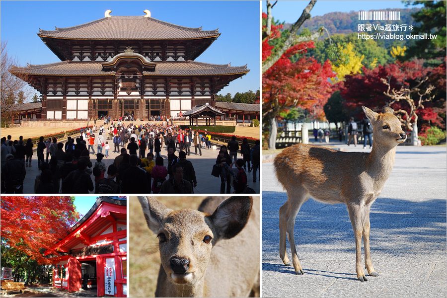 日本關西自由行交通》JR西日本關西廣域鐵路周遊券～不用兌換好方便！關西交通使用攻略看這篇！