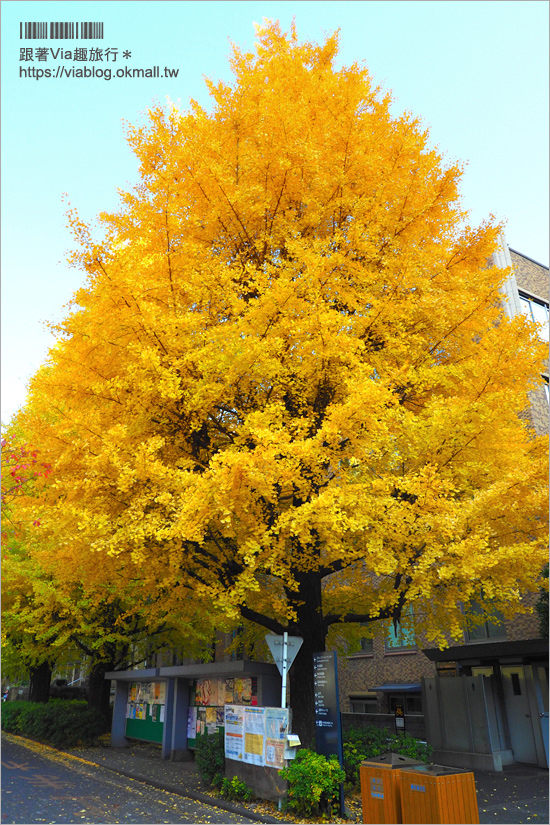 東京大學銀杏》東京最美秋色！銀杏大道超夢幻～東大必賞三景：赤門、銀杏大道、安生講堂一次攻略！