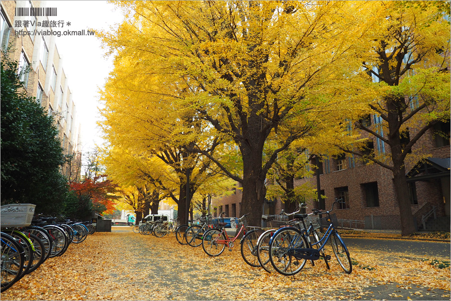 東京大學銀杏》東京最美秋色！銀杏大道超夢幻～東大必賞三景：赤門、銀杏大道、安生講堂一次攻略！