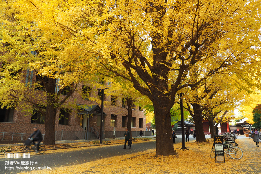 東京大學銀杏》東京最美秋色！銀杏大道超夢幻～東大必賞三景：赤門、銀杏大道、安生講堂一次攻略！