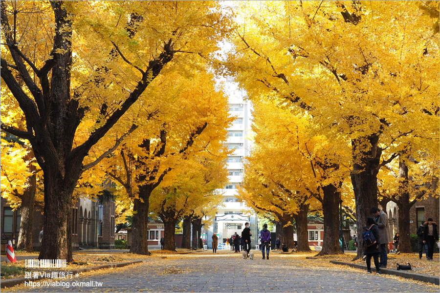 東京大學銀杏》東京最美秋色！銀杏大道超夢幻～東大必賞三景：赤門、銀杏大道、安生講堂一次攻略！