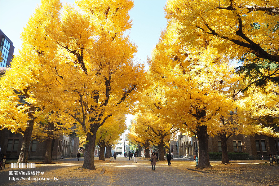 東京大學銀杏》東京最美秋色！銀杏大道超夢幻～東大必賞三景：赤門、銀杏大道、安生講堂一次攻略！