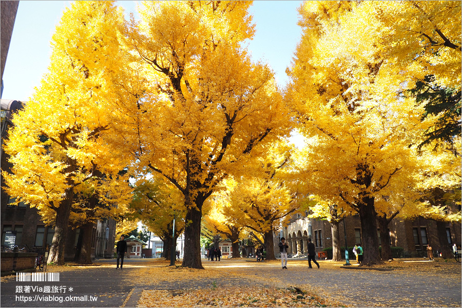 東京大學銀杏》東京最美秋色！銀杏大道超夢幻～東大必賞三景：赤門、銀杏大道、安生講堂一次攻略！