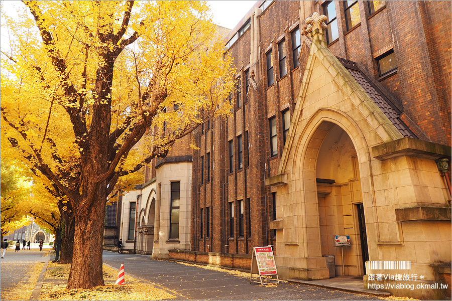 東京大學銀杏》東京最美秋色！銀杏大道超夢幻～東大必賞三景：赤門、銀杏大道、安生講堂一次攻略！