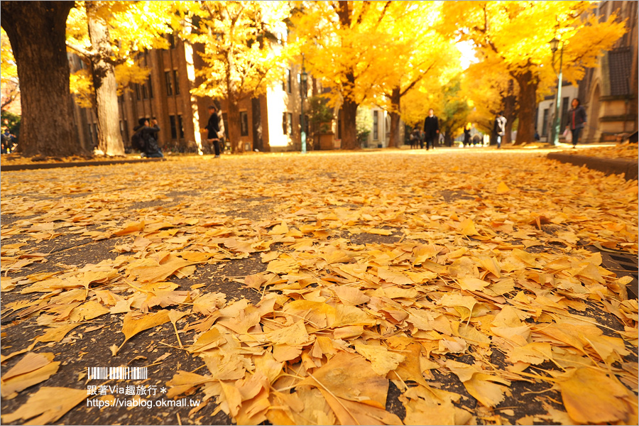 東京大學銀杏》東京最美秋色！銀杏大道超夢幻～東大必賞三景：赤門、銀杏大道、安生講堂一次攻略！