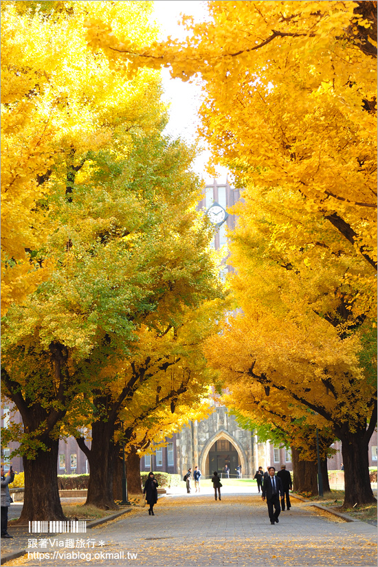 東京大學銀杏》東京最美秋色！銀杏大道超夢幻～東大必賞三景：赤門、銀杏大道、安生講堂一次攻略！