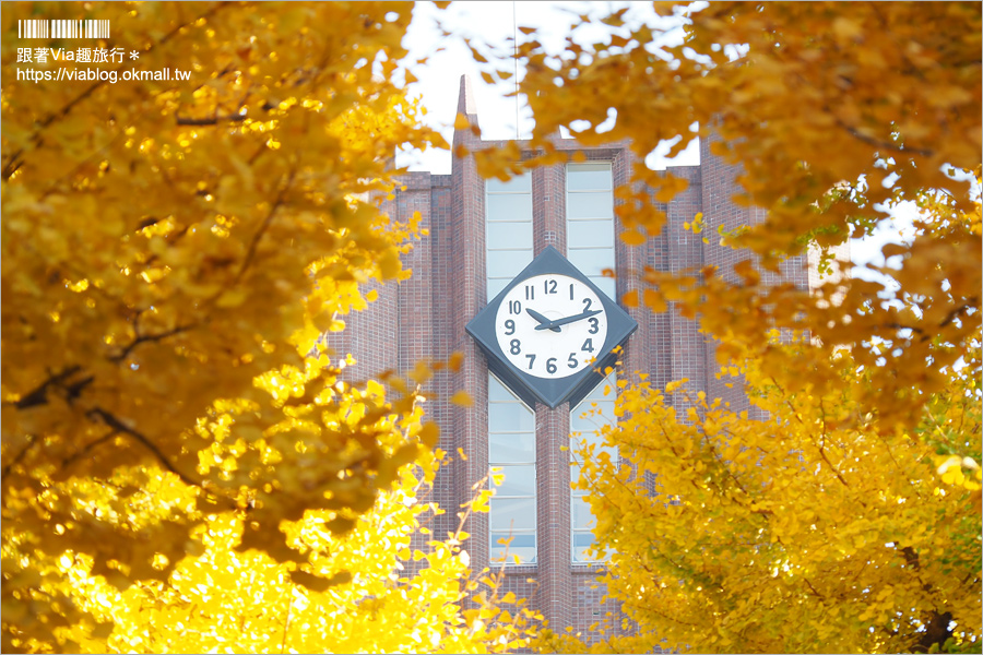 東京大學銀杏》東京最美秋色！銀杏大道超夢幻～東大必賞三景：赤門、銀杏大道、安生講堂一次攻略！