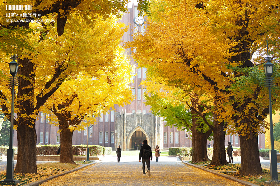 東京大學銀杏》東京最美秋色！銀杏大道超夢幻～東大必賞三景：赤門、銀杏大道、安生講堂一次攻略！