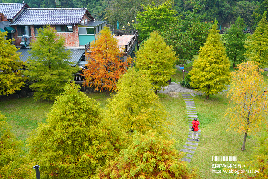 苗栗落羽松》南庄雲水度假森林～仙氣景點！羽松湖草原的湖畔落羽松轉紅了～最新實況來囉！