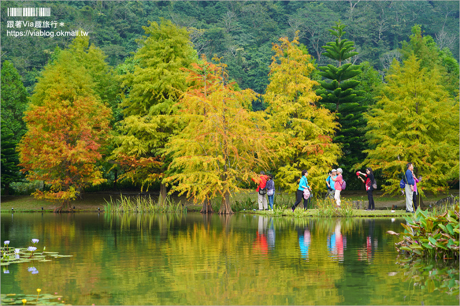 苗栗落羽松》南庄雲水度假森林～仙氣景點！羽松湖草原的湖畔落羽松轉紅了～最新實況來囉！