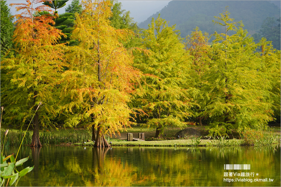 苗栗落羽松》南庄雲水度假森林～仙氣景點！羽松湖草原的湖畔落羽松轉紅了～最新實況來囉！