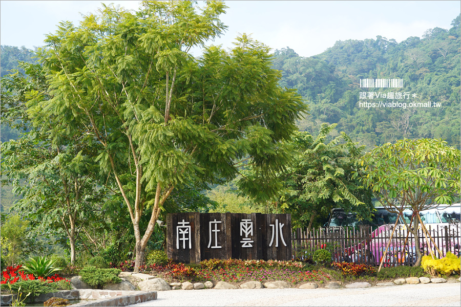 苗栗落羽松》南庄雲水度假森林～仙氣景點！羽松湖草原的湖畔落羽松轉紅了～最新實況來囉！