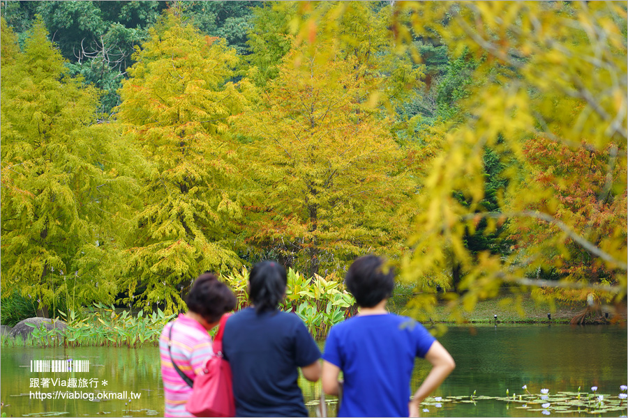 苗栗落羽松》南庄雲水度假森林～仙氣景點！羽松湖草原的湖畔落羽松轉紅了～最新實況來囉！