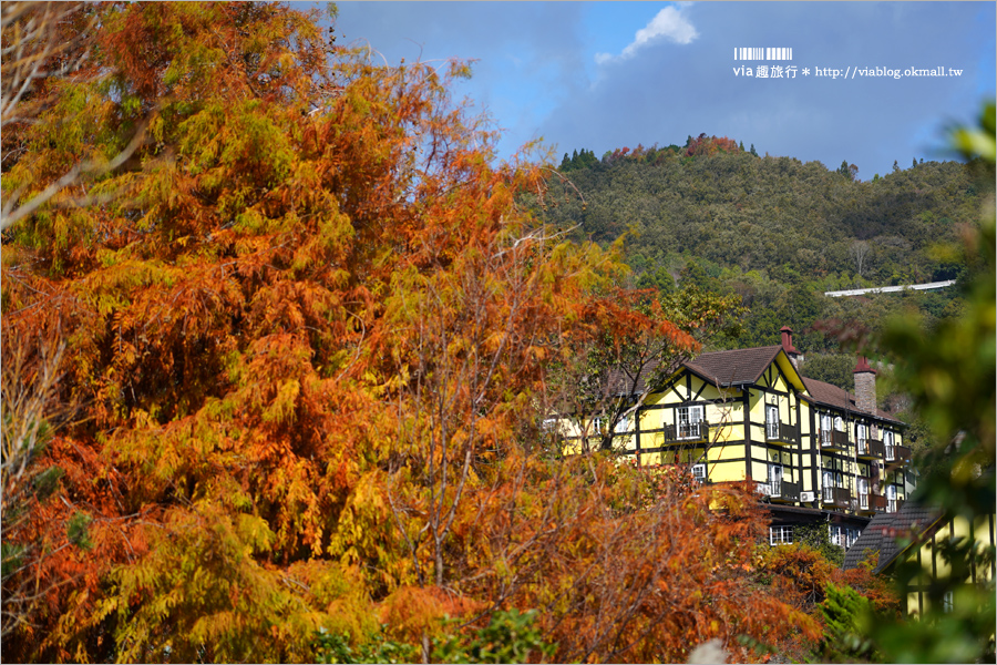 清境落羽松》(上)現在正美！清境冬季旅遊這樣玩～普羅旺斯玫瑰莊園+見晴落羽松館落羽松實況