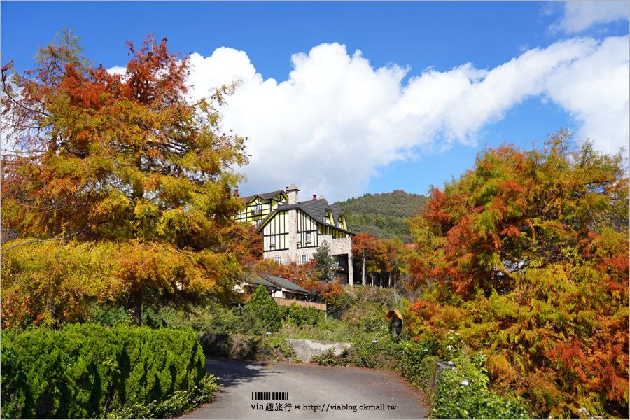 清境落羽松》(上)現在正美！清境冬季旅遊這樣玩～普羅旺斯玫瑰莊園+見晴落羽松館落羽松實況