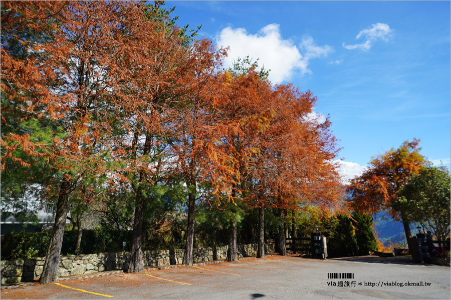 清境落羽松》(上)現在正美！清境冬季旅遊這樣玩～普羅旺斯玫瑰莊園+見晴落羽松館落羽松實況