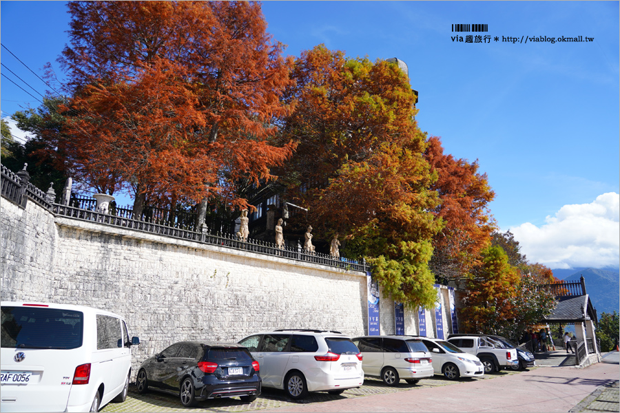 清境旅遊》清境落羽松(下)～美翻了！必賞落羽松美景：老英格蘭莊園／凡賽斯高山旅店