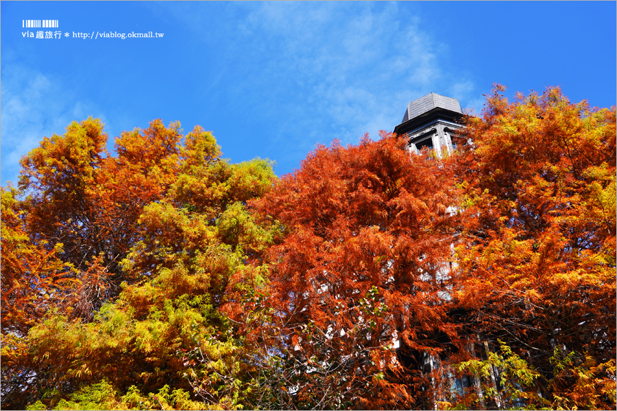 清境旅遊》清境落羽松(下)～美翻了！必賞落羽松美景：老英格蘭莊園／凡賽斯高山旅店