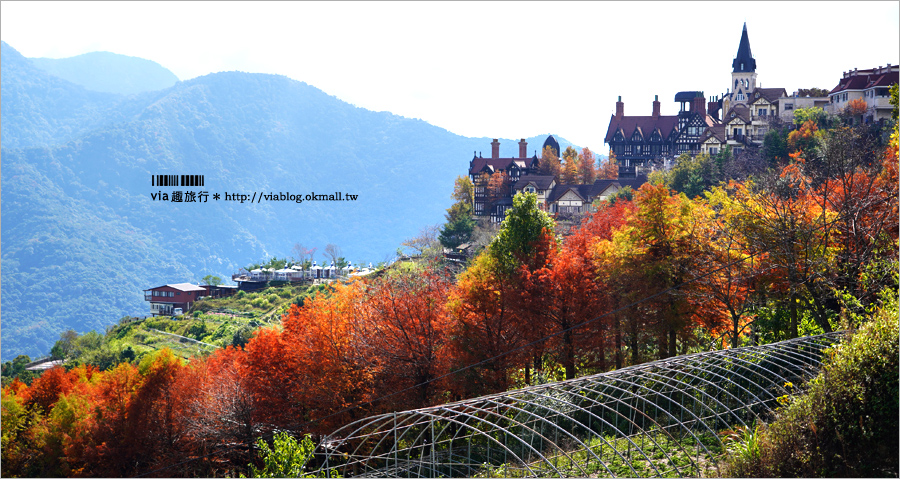 清境旅遊》清境落羽松(下)～美翻了！必賞落羽松美景：老英格蘭莊園／凡賽斯高山旅店