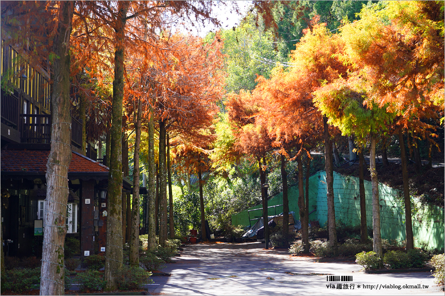 清境旅遊》清境落羽松(下)～美翻了！必賞落羽松美景：老英格蘭莊園／凡賽斯高山旅店