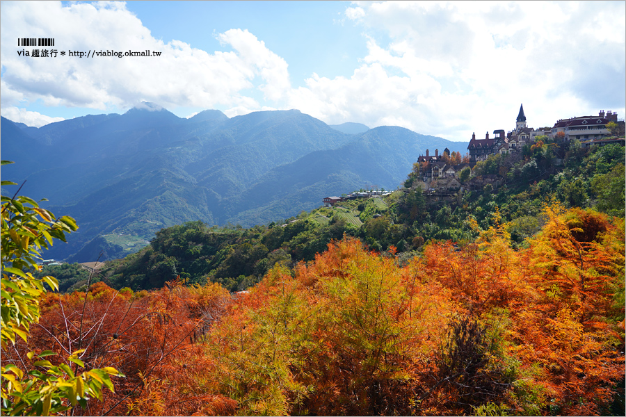 清境旅遊》清境落羽松(下)～美翻了！必賞落羽松美景：老英格蘭莊園／凡賽斯高山旅店