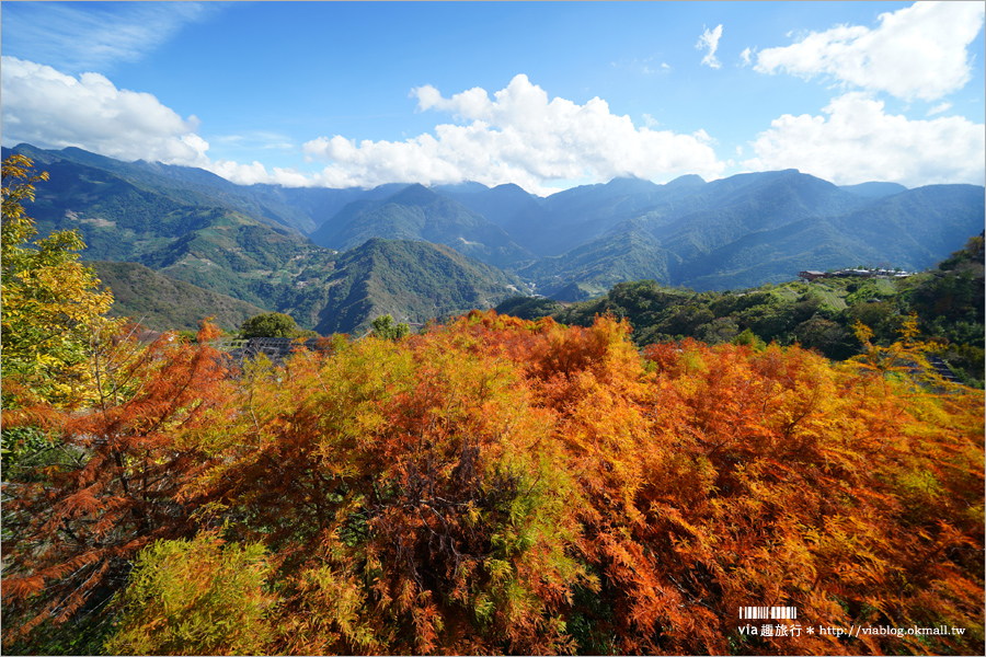 清境旅遊》清境落羽松(下)～美翻了！必賞落羽松美景：老英格蘭莊園／凡賽斯高山旅店