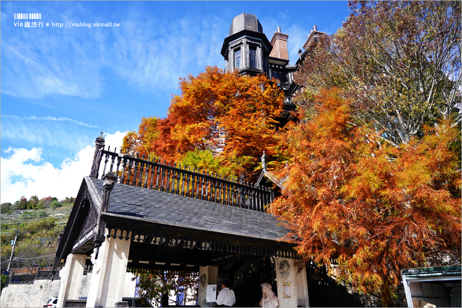 清境旅遊》清境落羽松(下)～美翻了！必賞落羽松美景：老英格蘭莊園／凡賽斯高山旅店