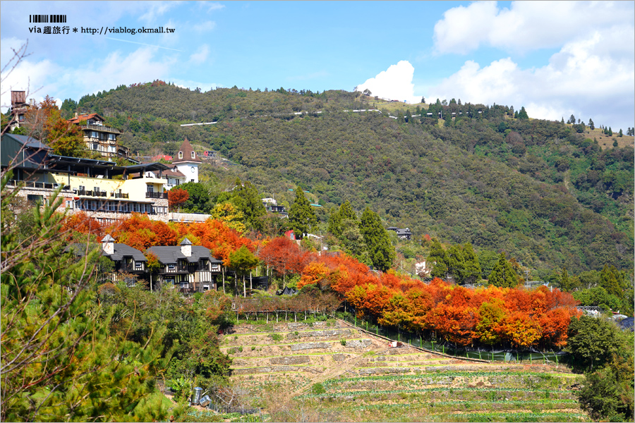 清境旅遊》清境落羽松(下)～美翻了！必賞落羽松美景：老英格蘭莊園／凡賽斯高山旅店