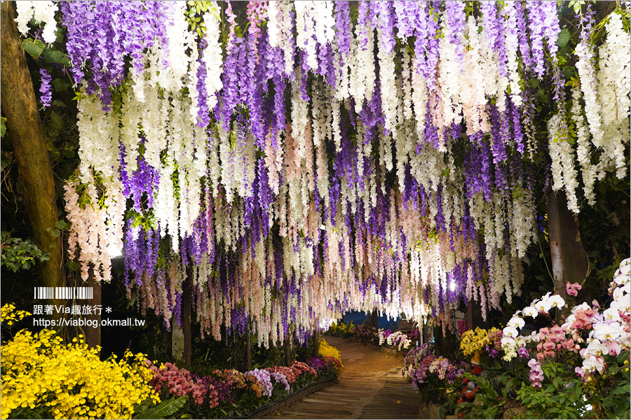 台南景點》大坑休閒農場～親子景點！紫藤花隧道、採草莓、動物互動區及船屋咖啡館