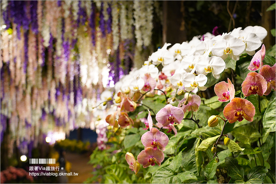 台南景點》大坑休閒農場～親子景點！紫藤花隧道、採草莓、動物互動區及船屋咖啡館