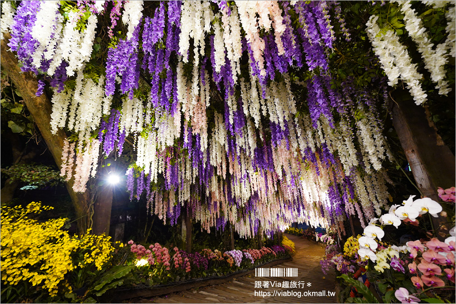 台南景點》大坑休閒農場～親子景點！紫藤花隧道、採草莓、動物互動區及船屋咖啡館