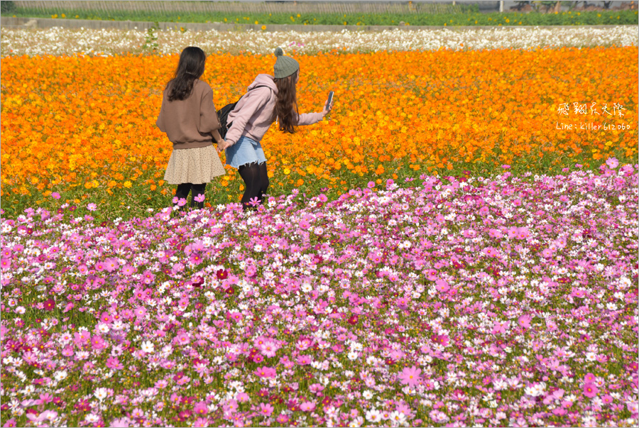 雲林花海》雲林孩沙里‧莿桐花海節來囉！春節未到已盛開～空拍現場花田美不勝收！