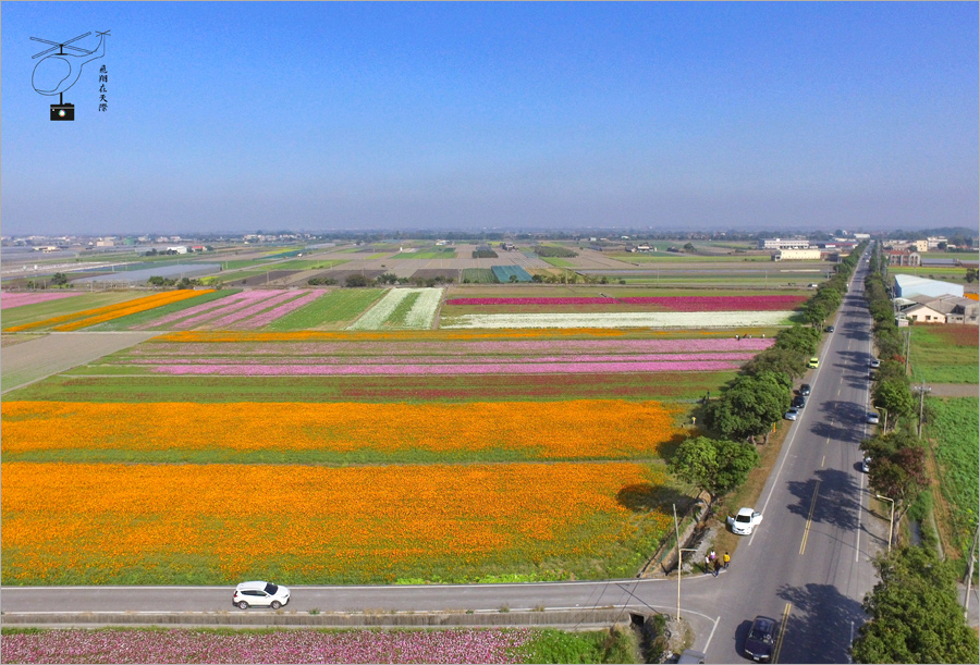 雲林花海》雲林孩沙里‧莿桐花海節來囉！春節未到已盛開～空拍現場花田美不勝收！