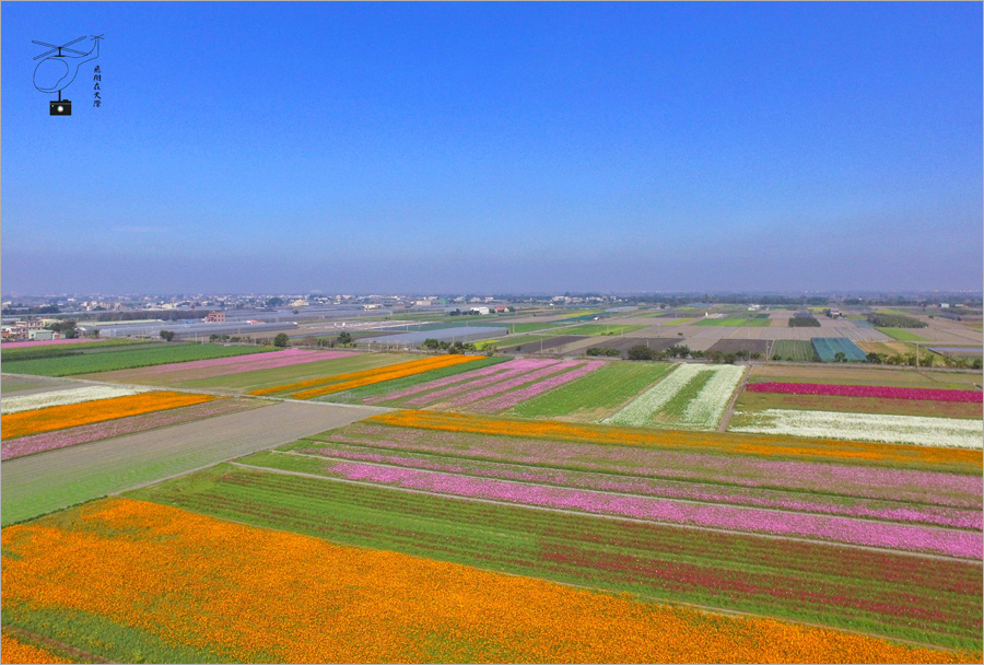 雲林花海》雲林孩沙里‧莿桐花海節來囉！春節未到已盛開～空拍現場花田美不勝收！