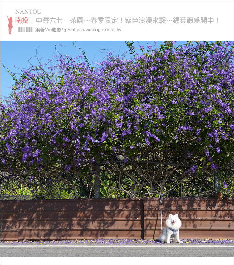 中寮景點》671茶花園錫葉藤盛開中～春季限定！浪漫的紫色花藤來報到，爆紅秘境看這篇！