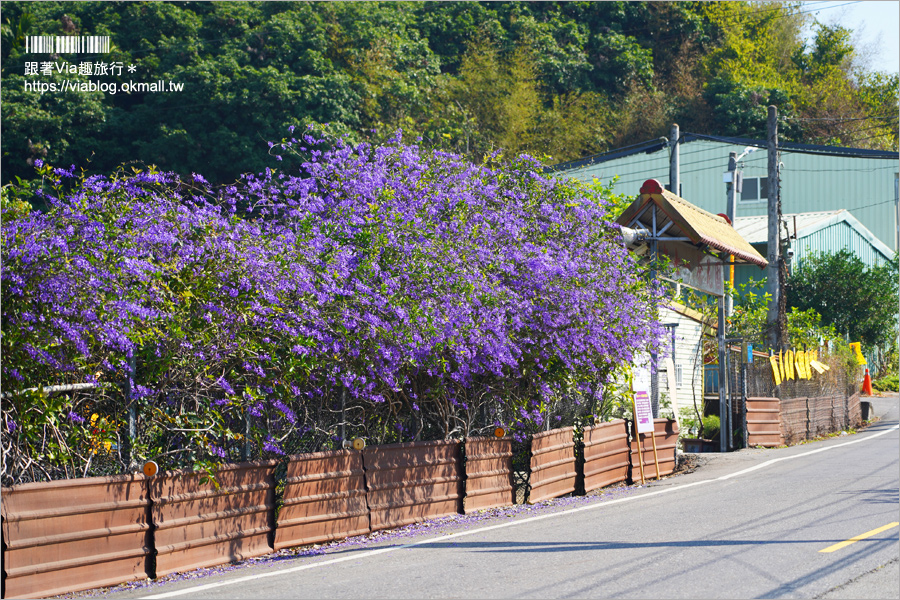 中寮景點》671茶花園錫葉藤盛開中～春季限定！浪漫的紫色花藤來報到，爆紅秘境看這篇！