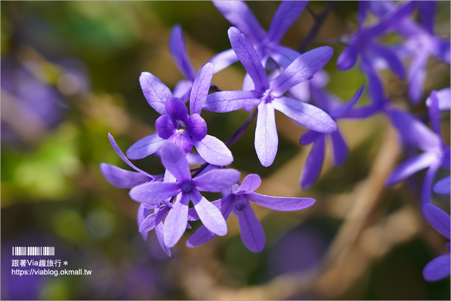 中寮景點》671茶花園錫葉藤盛開中～春季限定！浪漫的紫色花藤來報到，爆紅秘境看這篇！