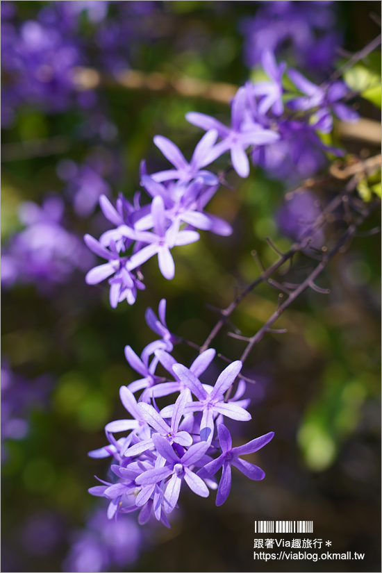 中寮景點》671茶花園錫葉藤盛開中～春季限定！浪漫的紫色花藤來報到，爆紅秘境看這篇！