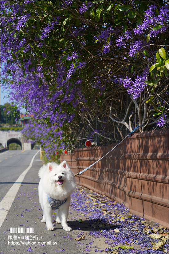 中寮景點》671茶花園錫葉藤盛開中～春季限定！浪漫的紫色花藤來報到，爆紅秘境看這篇！