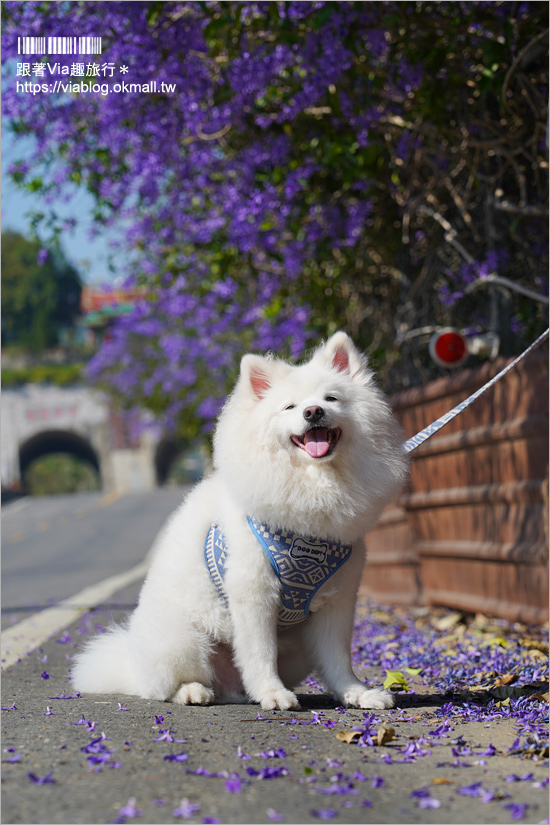 中寮景點》671茶花園錫葉藤盛開中～春季限定！浪漫的紫色花藤來報到，爆紅秘境看這篇！