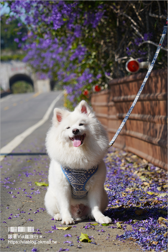 中寮景點》671茶花園錫葉藤盛開中～春季限定！浪漫的紫色花藤來報到，爆紅秘境看這篇！